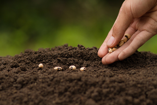 Mustard Seeds of Change